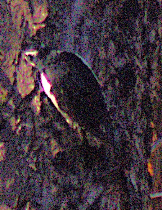 Black-backed Woodpecker - ML642943674