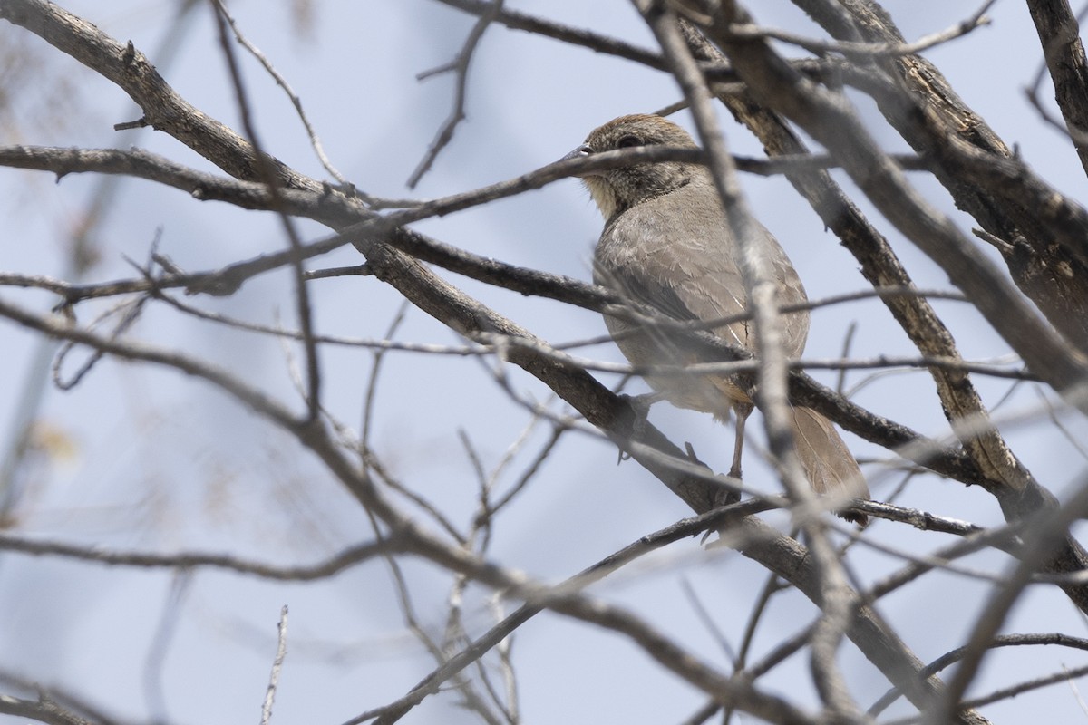 Canyon Towhee - ML642943675