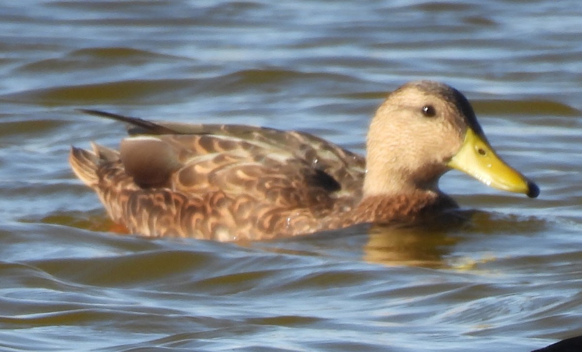 Mexican Duck - ML642943677
