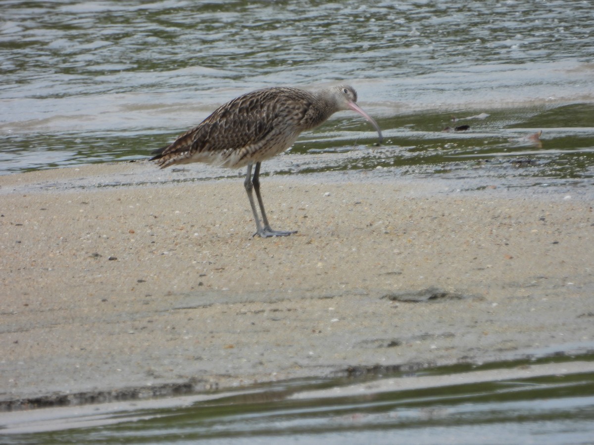 Far Eastern Curlew - ML642943678