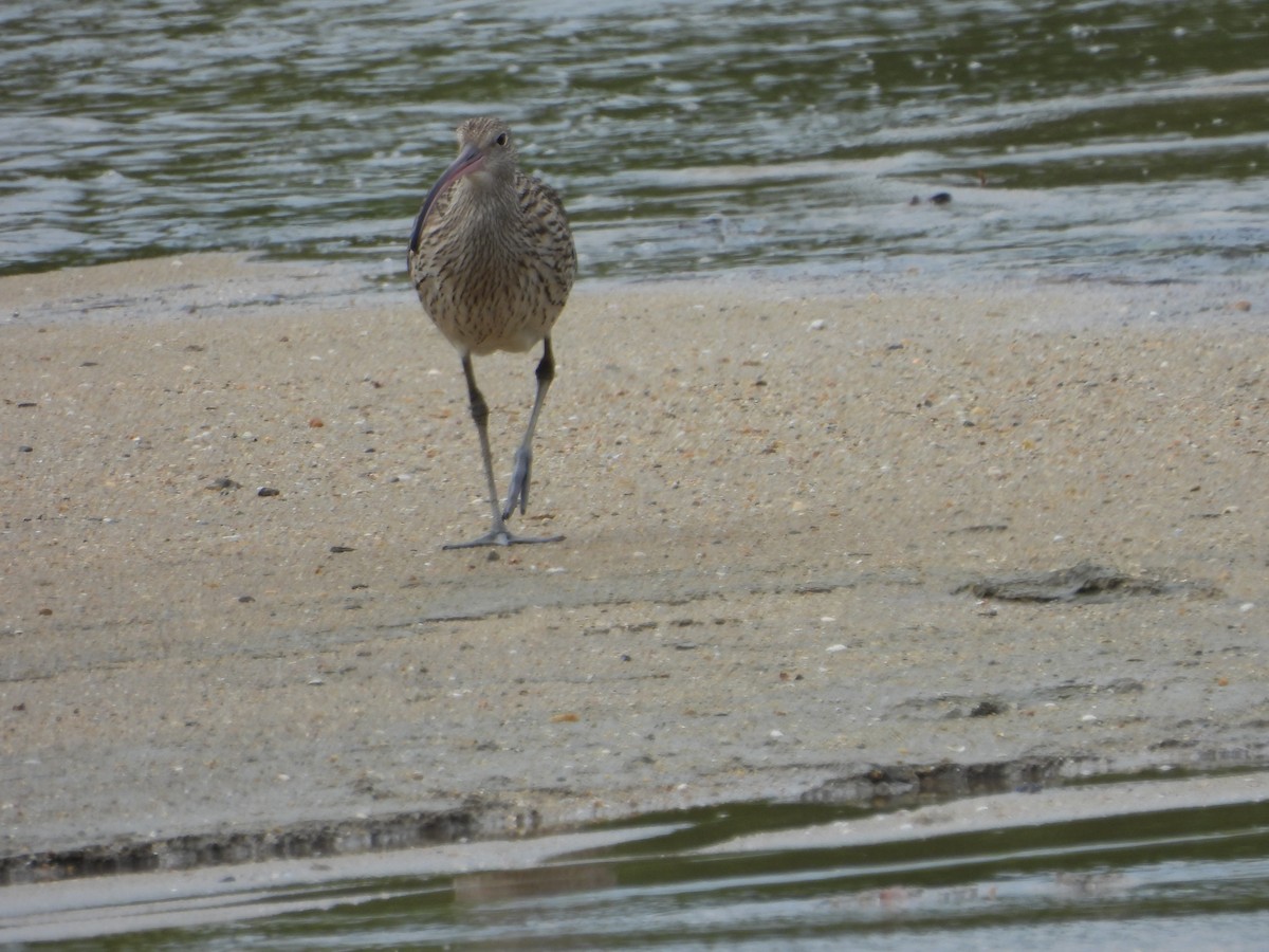 Far Eastern Curlew - ML642943679