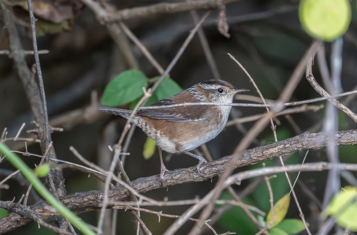 Marsh Wren - ML642943680