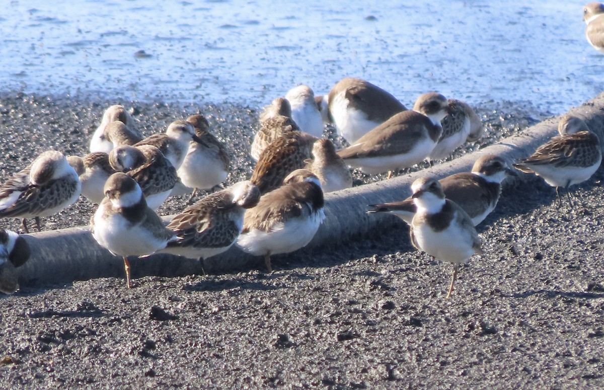 Semipalmated Sandpiper - ML642943682