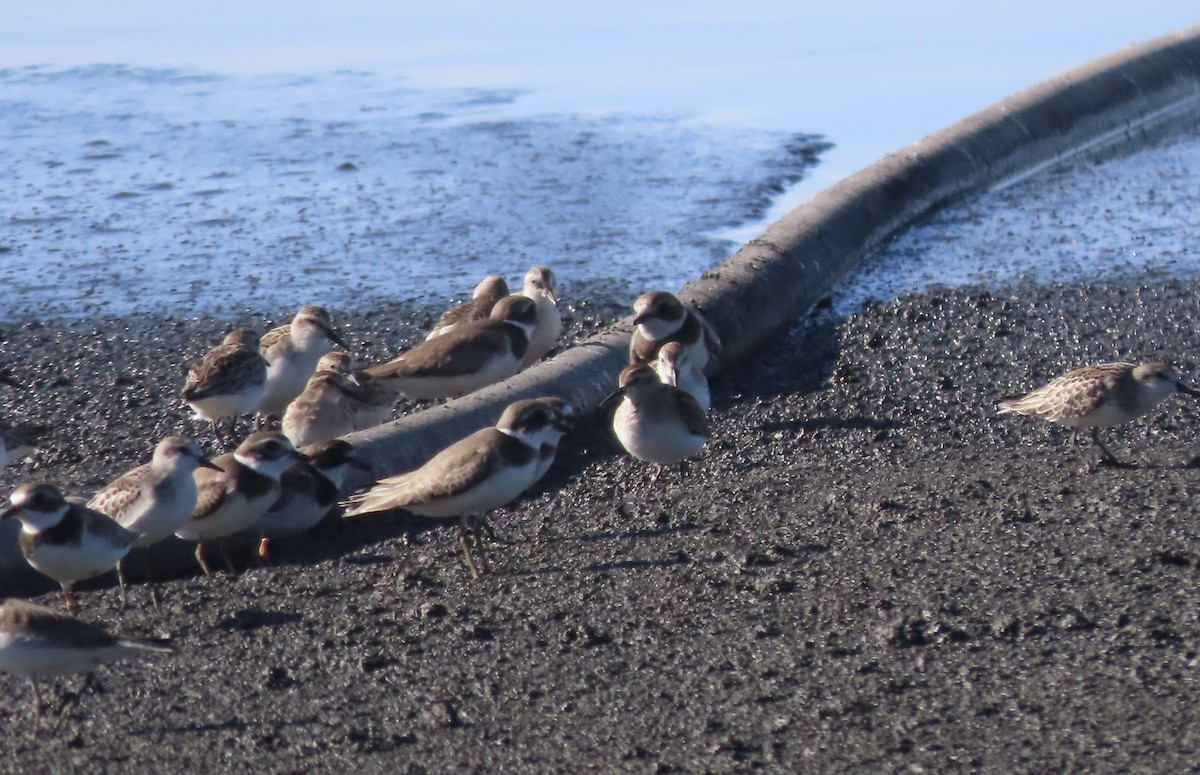 Semipalmated Sandpiper - ML642943683