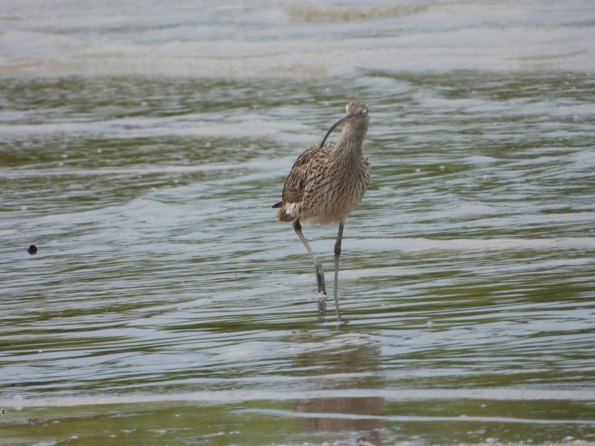 Far Eastern Curlew - ML642943685