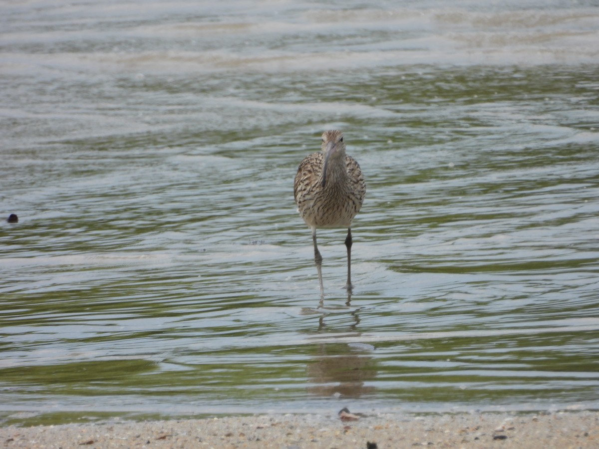 Far Eastern Curlew - ML642943686