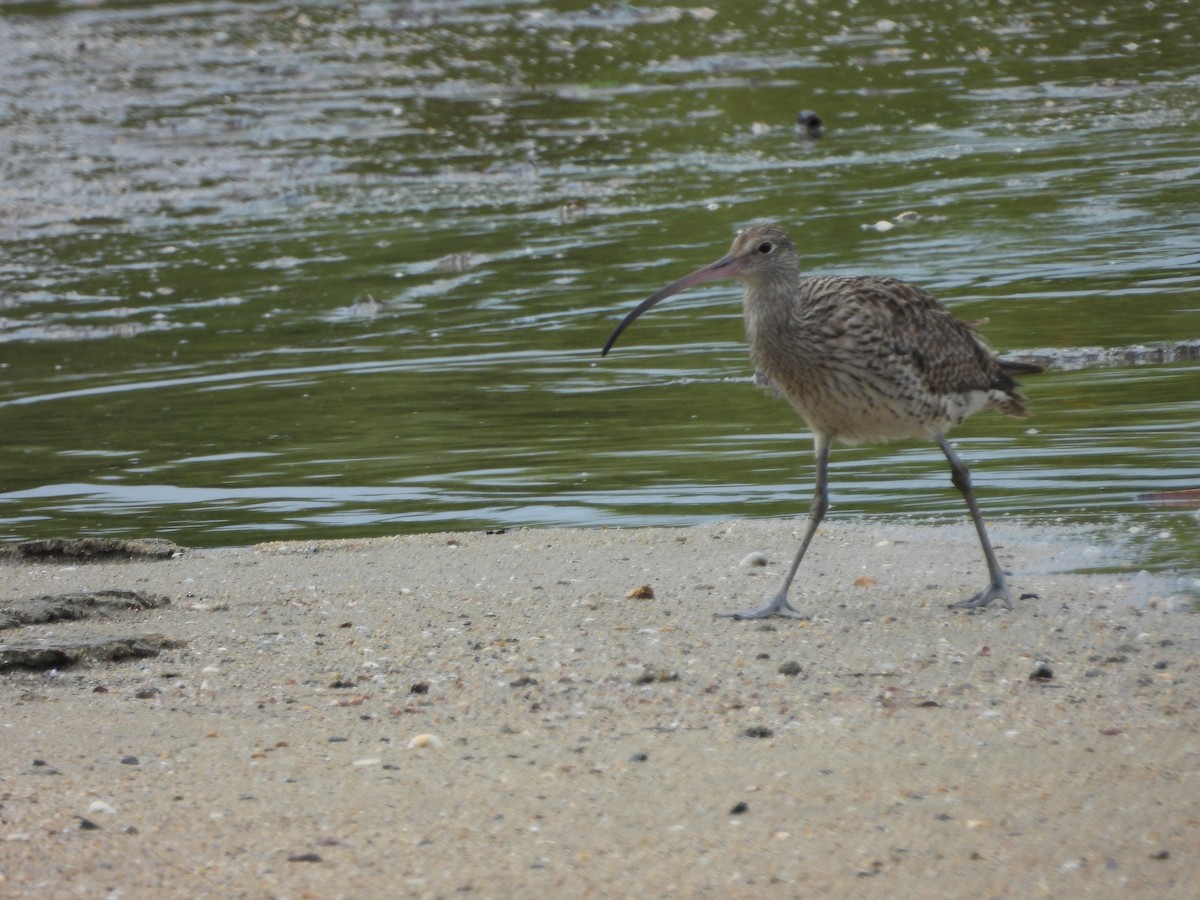 Far Eastern Curlew - ML642943687