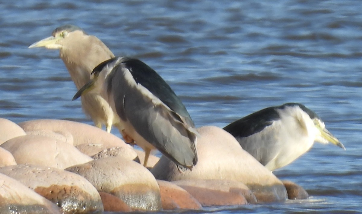 Black-crowned Night Heron - ML642943688