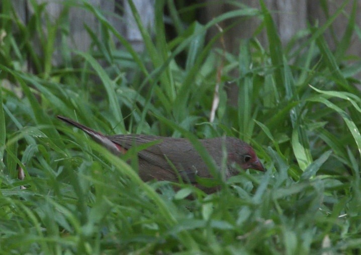Green-winged Pytilia - ML642943689