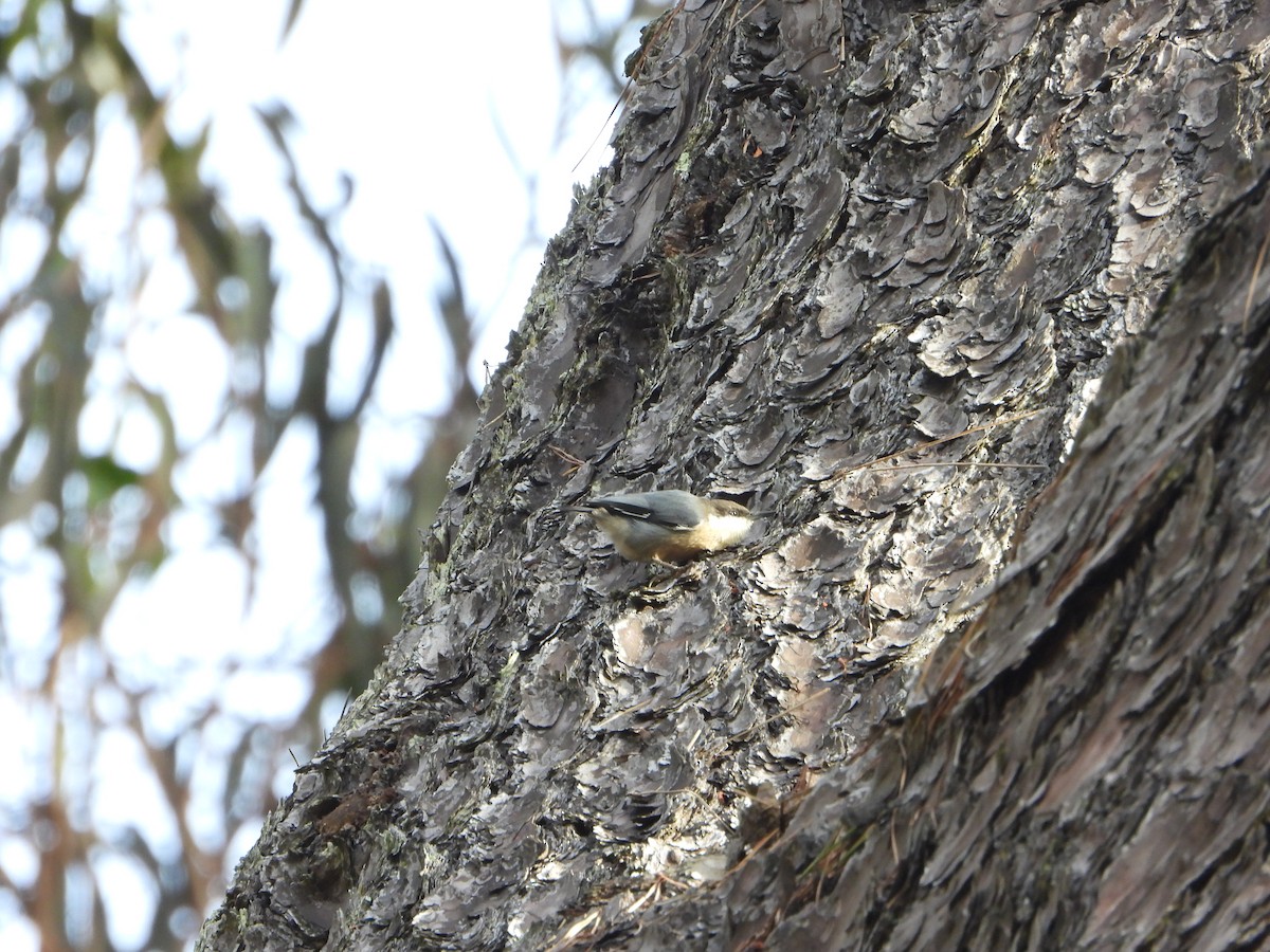 Pygmy Nuthatch - ML642943690