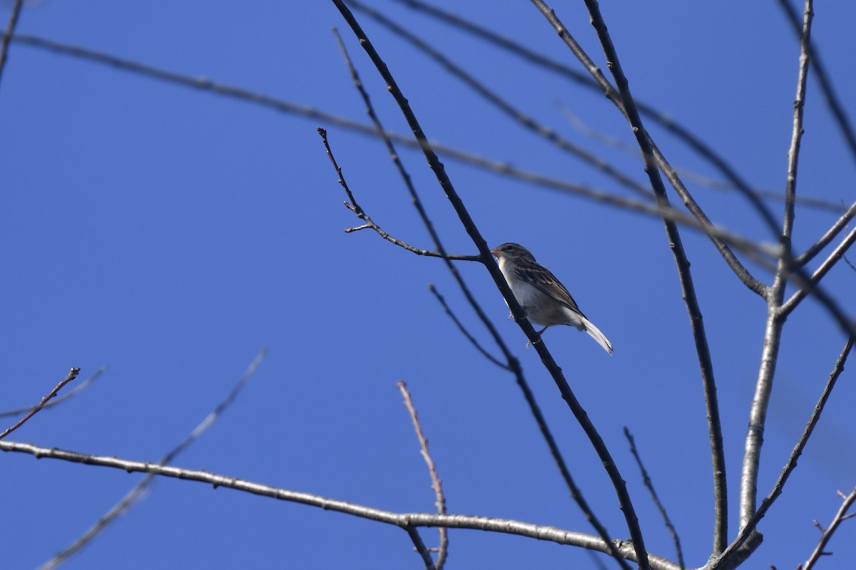 Chipping Sparrow - ML642943691