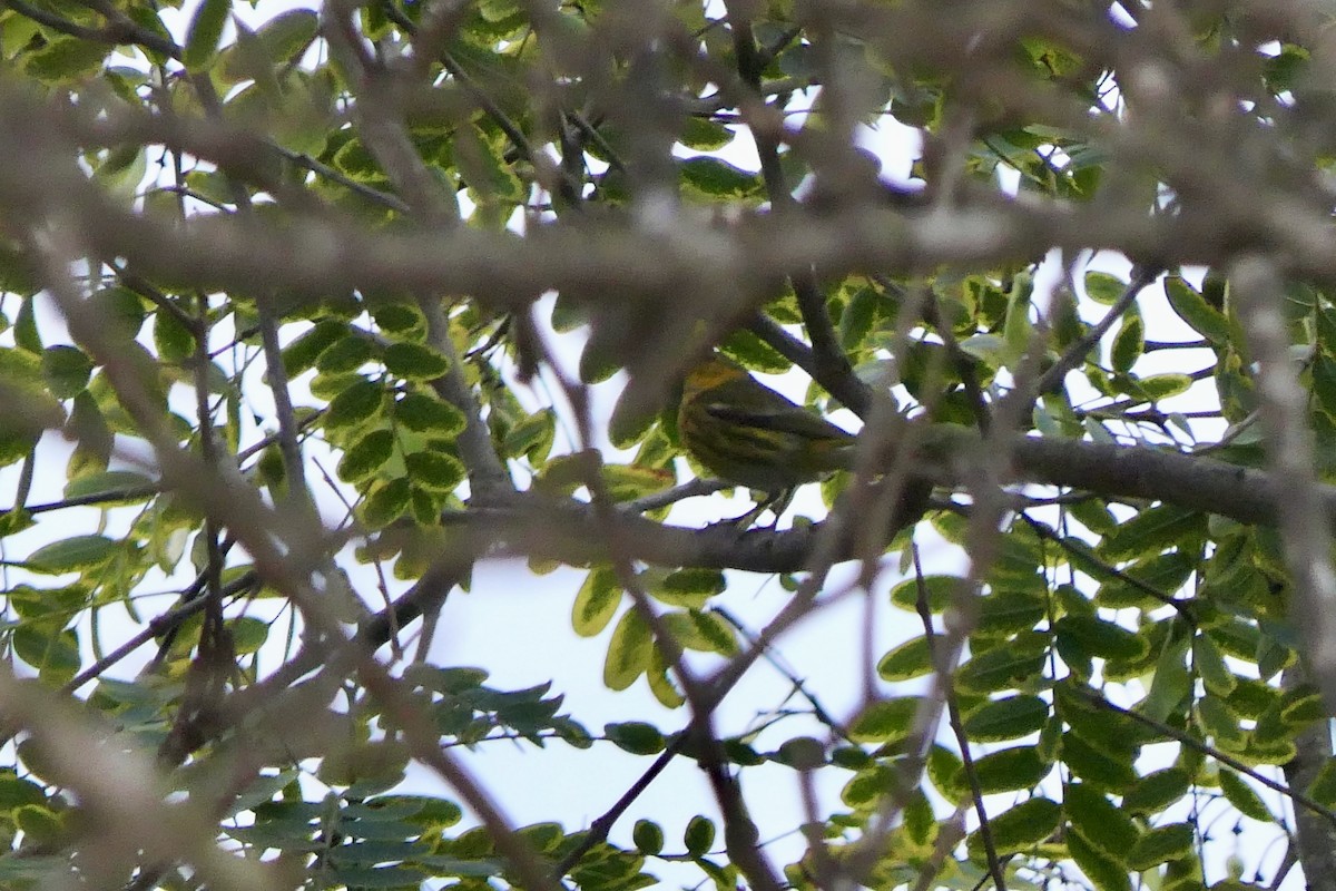 Cape May Warbler - ML642943692