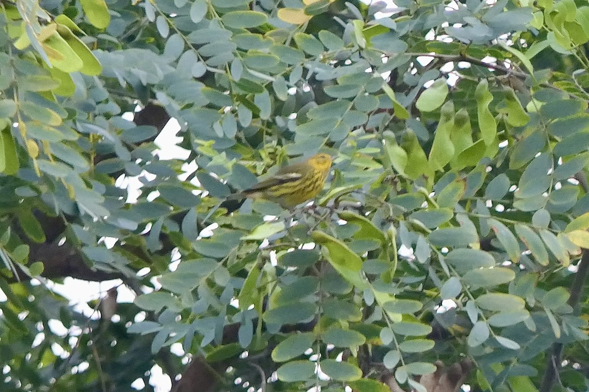 Cape May Warbler - ML642943693