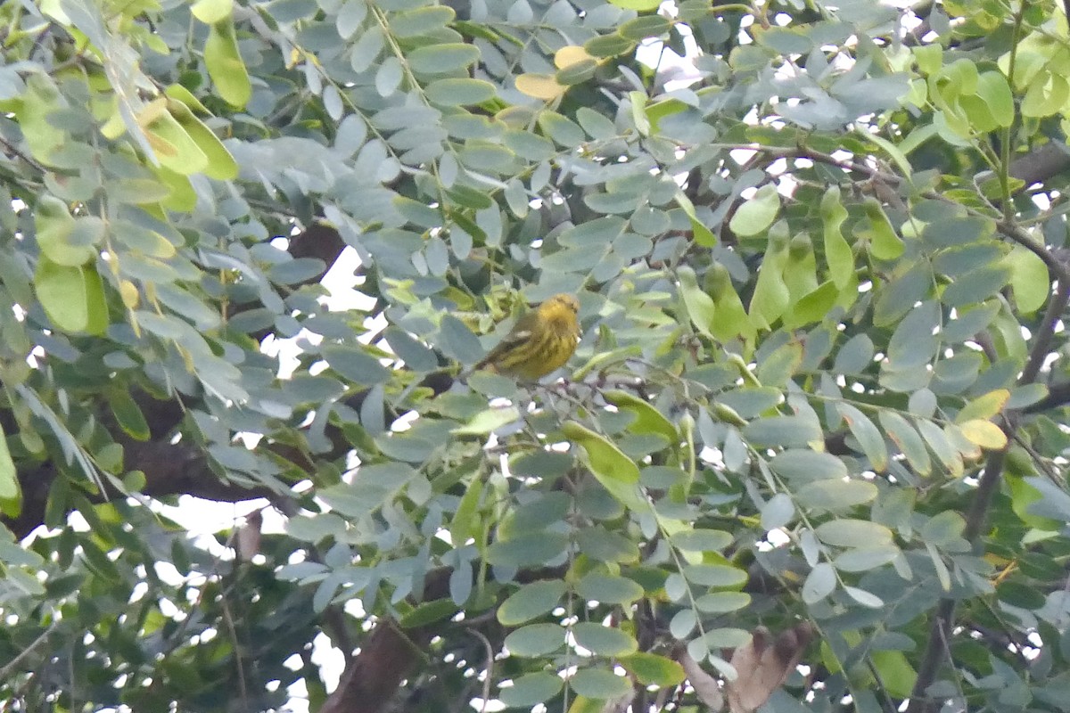 Cape May Warbler - ML642943694