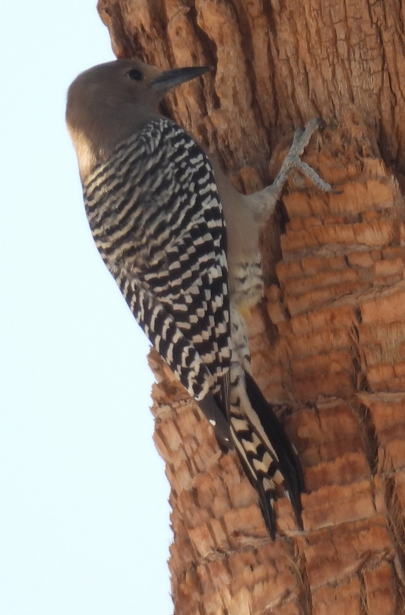 Gila Woodpecker - ML642943695