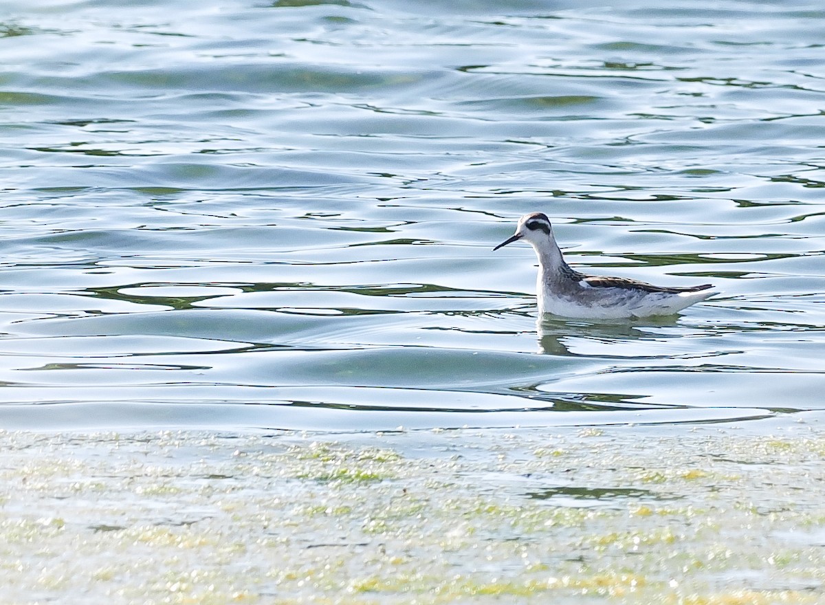 Red-necked Phalarope - ML642943696