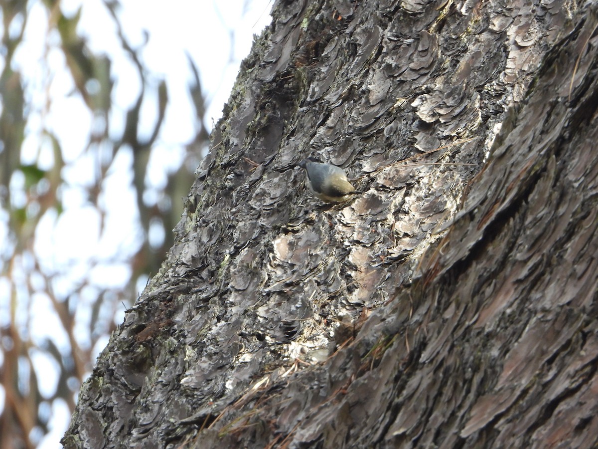 Pygmy Nuthatch - ML642943697