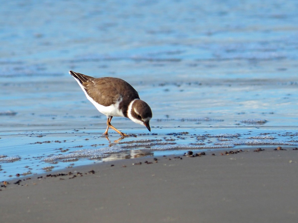 Semipalmated Plover - ML642943698