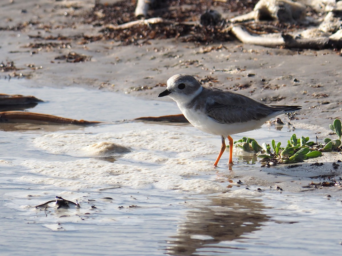 Semipalmated Plover - ML642943699