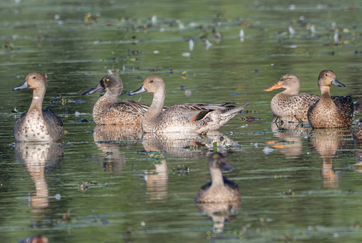 Northern Pintail - ML642943700