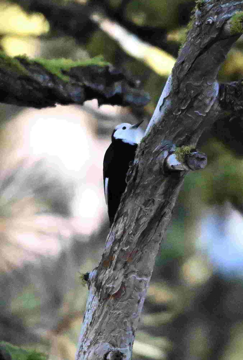 White-headed Woodpecker - ML642943708