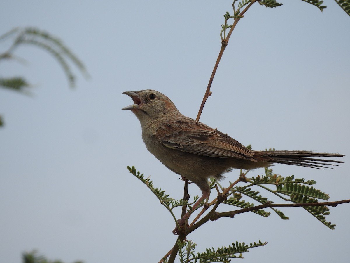 Botteri's Sparrow - ML642943723