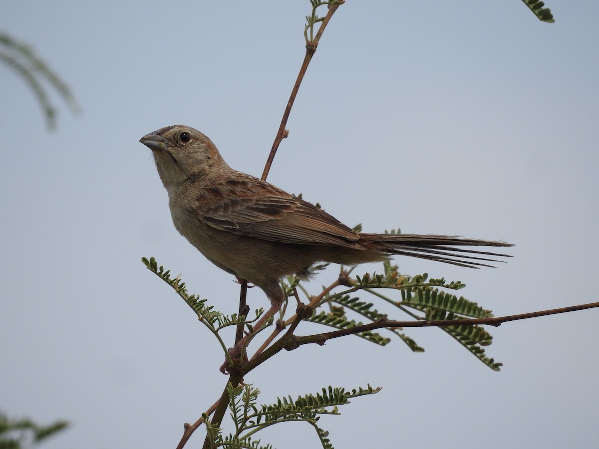 Botteri's Sparrow - ML642943731