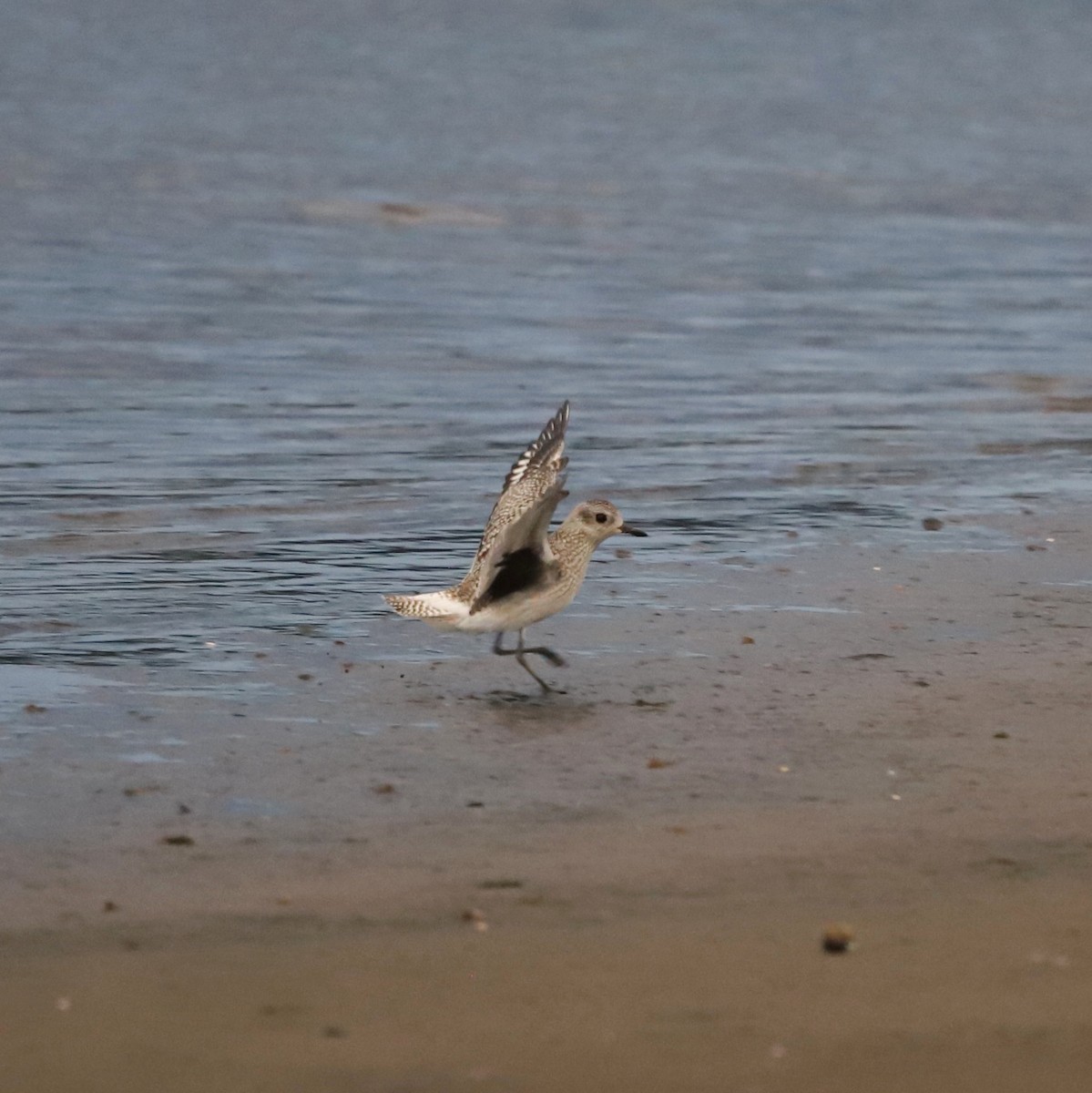 Black-bellied Plover - ML642943738