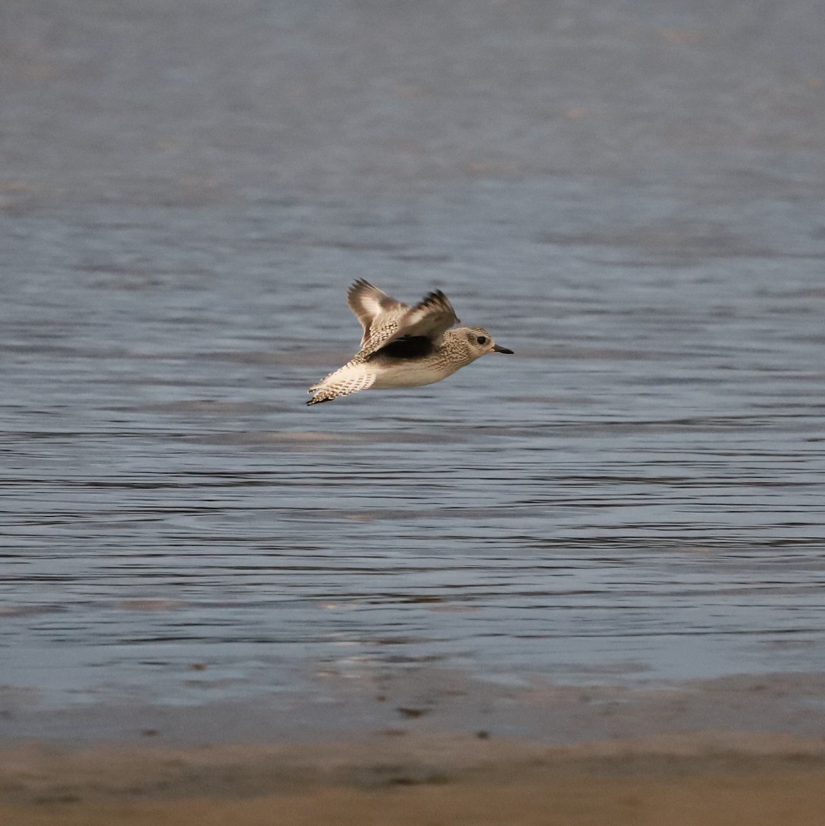 Black-bellied Plover - ML642943739