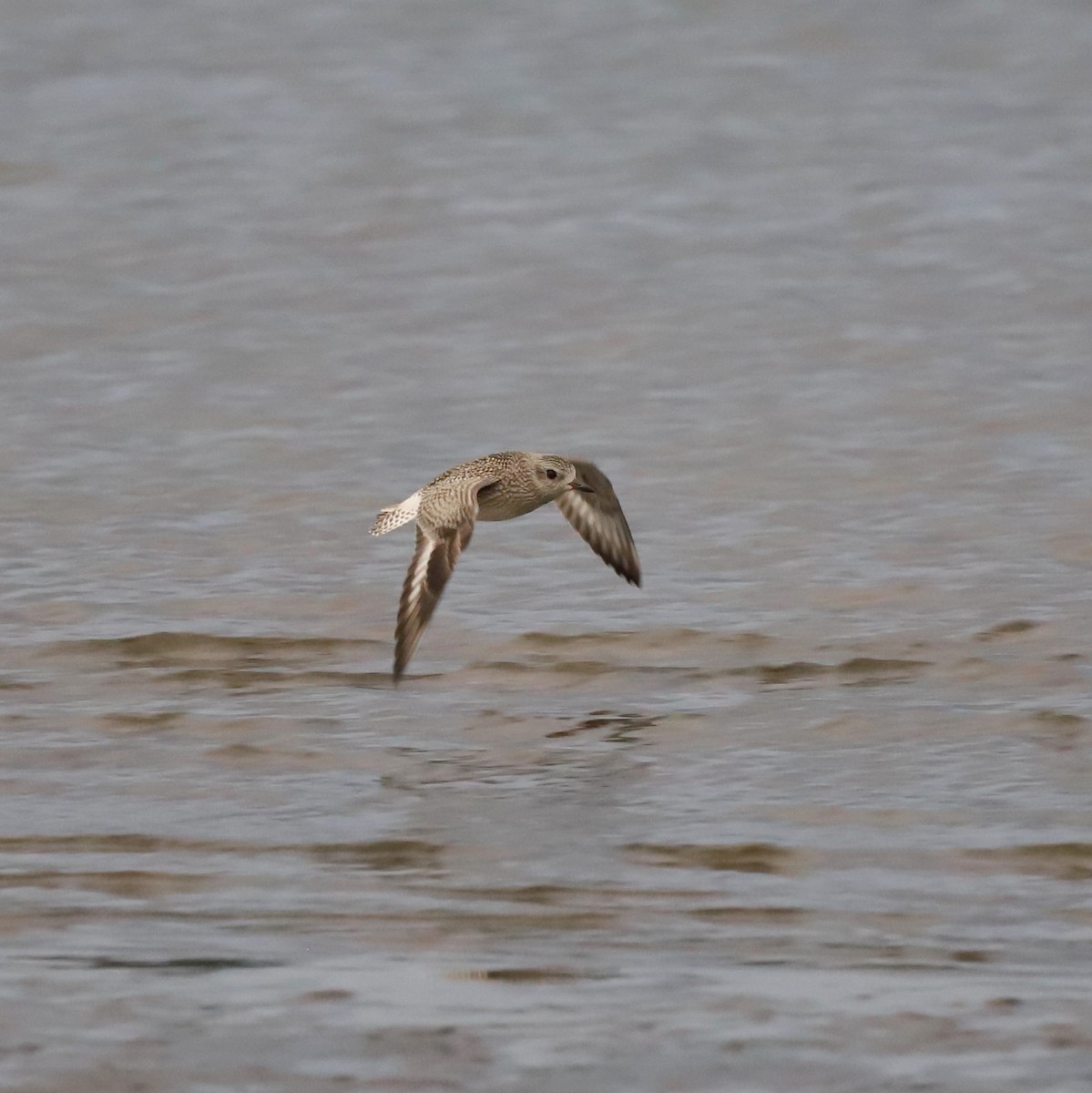 Black-bellied Plover - ML642943740