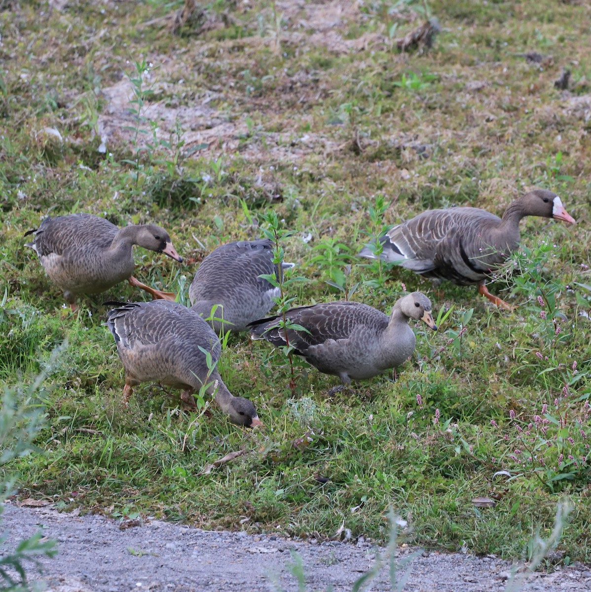 Greater White-fronted Goose - ML642943744
