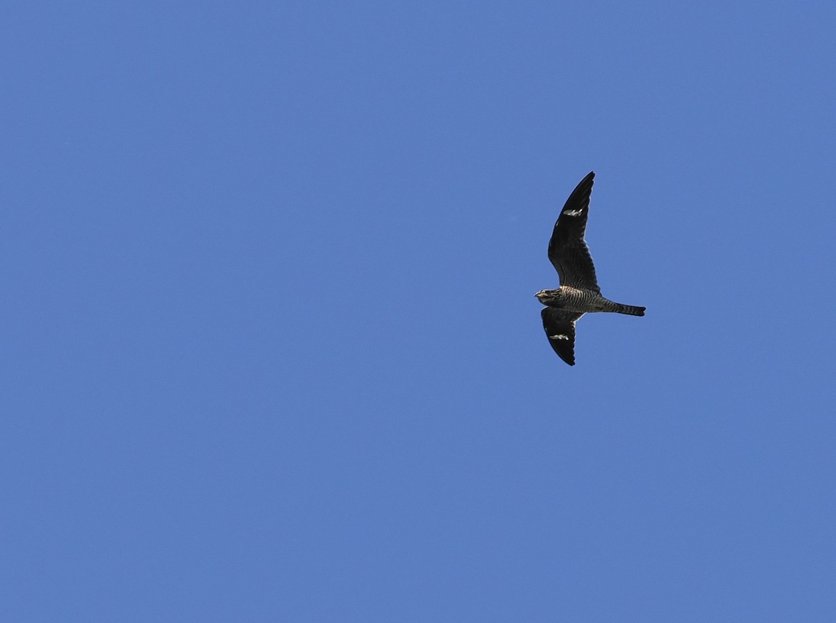 Common Nighthawk - ML642943758