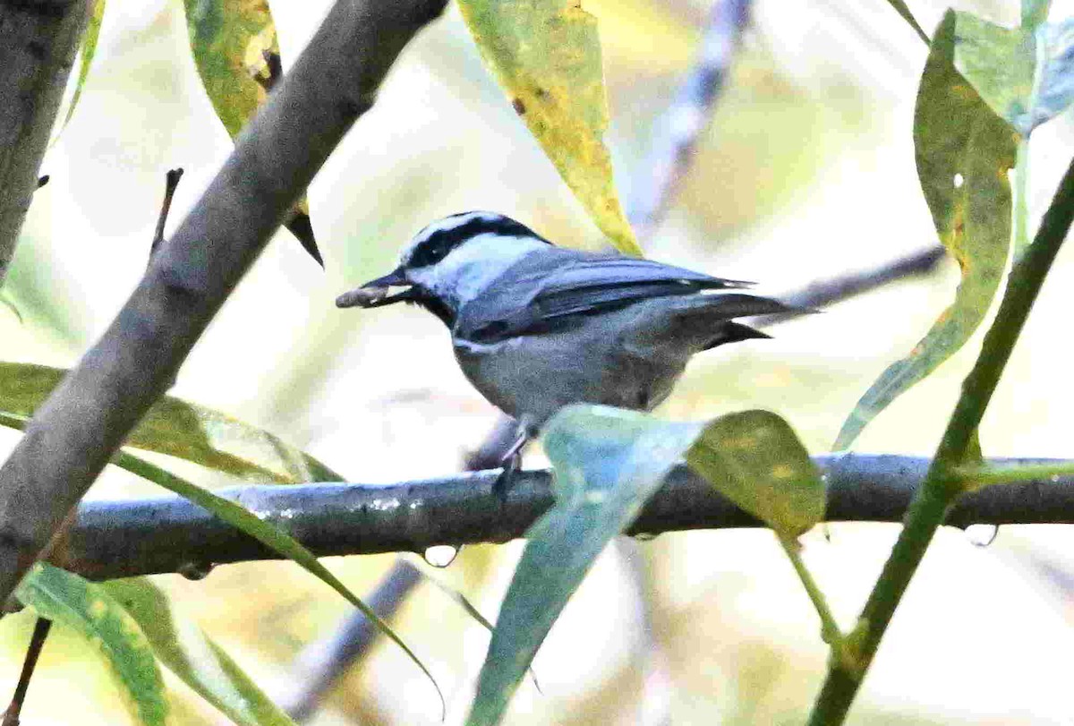Mountain Chickadee - ML642943780