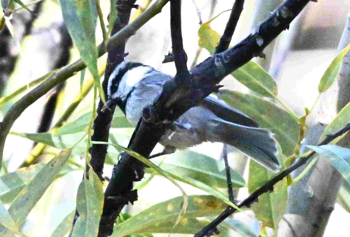 Mountain Chickadee - ML642943800