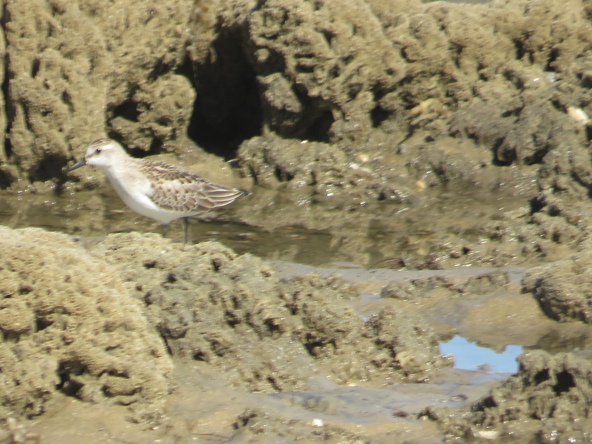sandsnipe - ML642943808