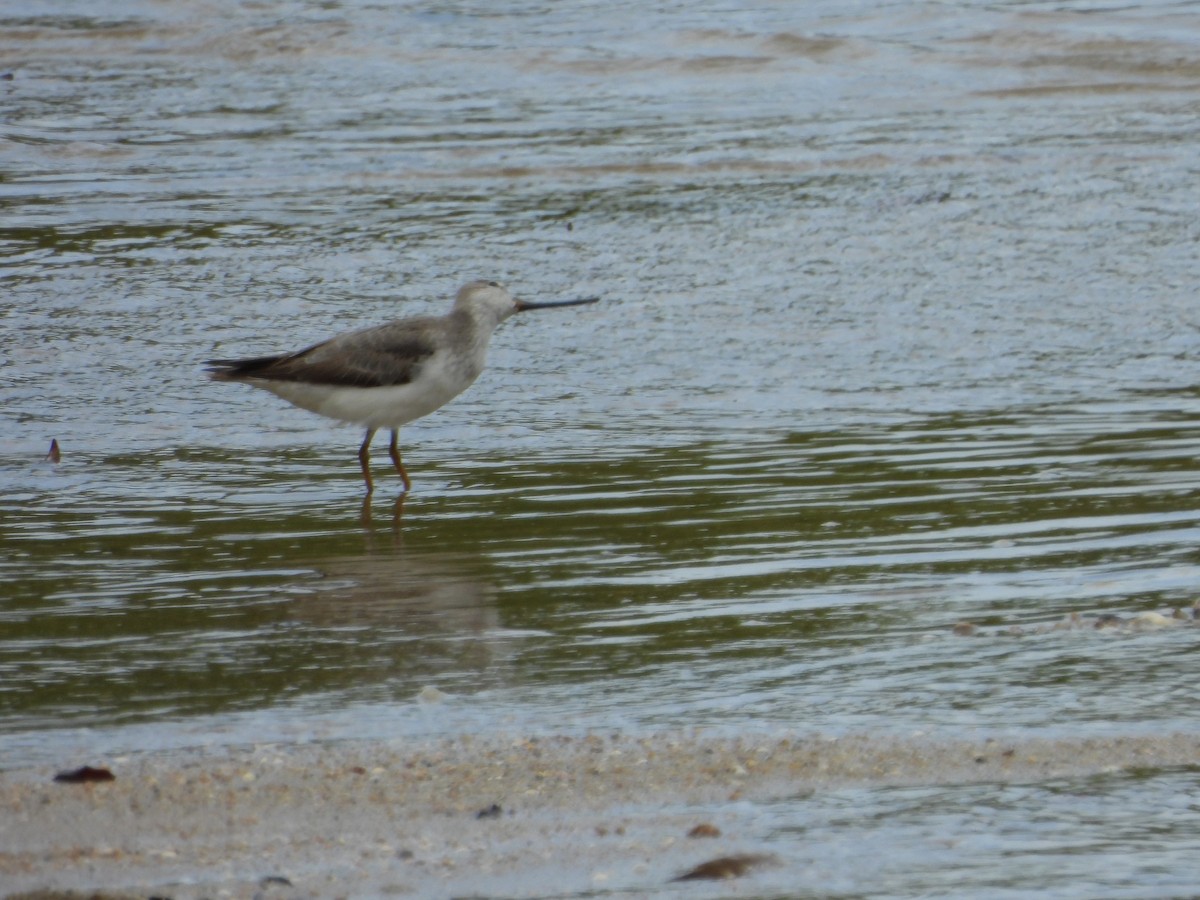 tereksnipe - ML642943809