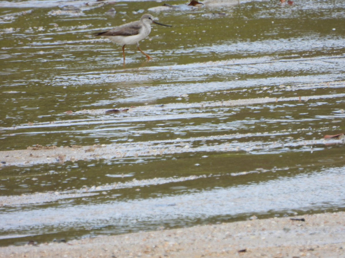 tereksnipe - ML642943813