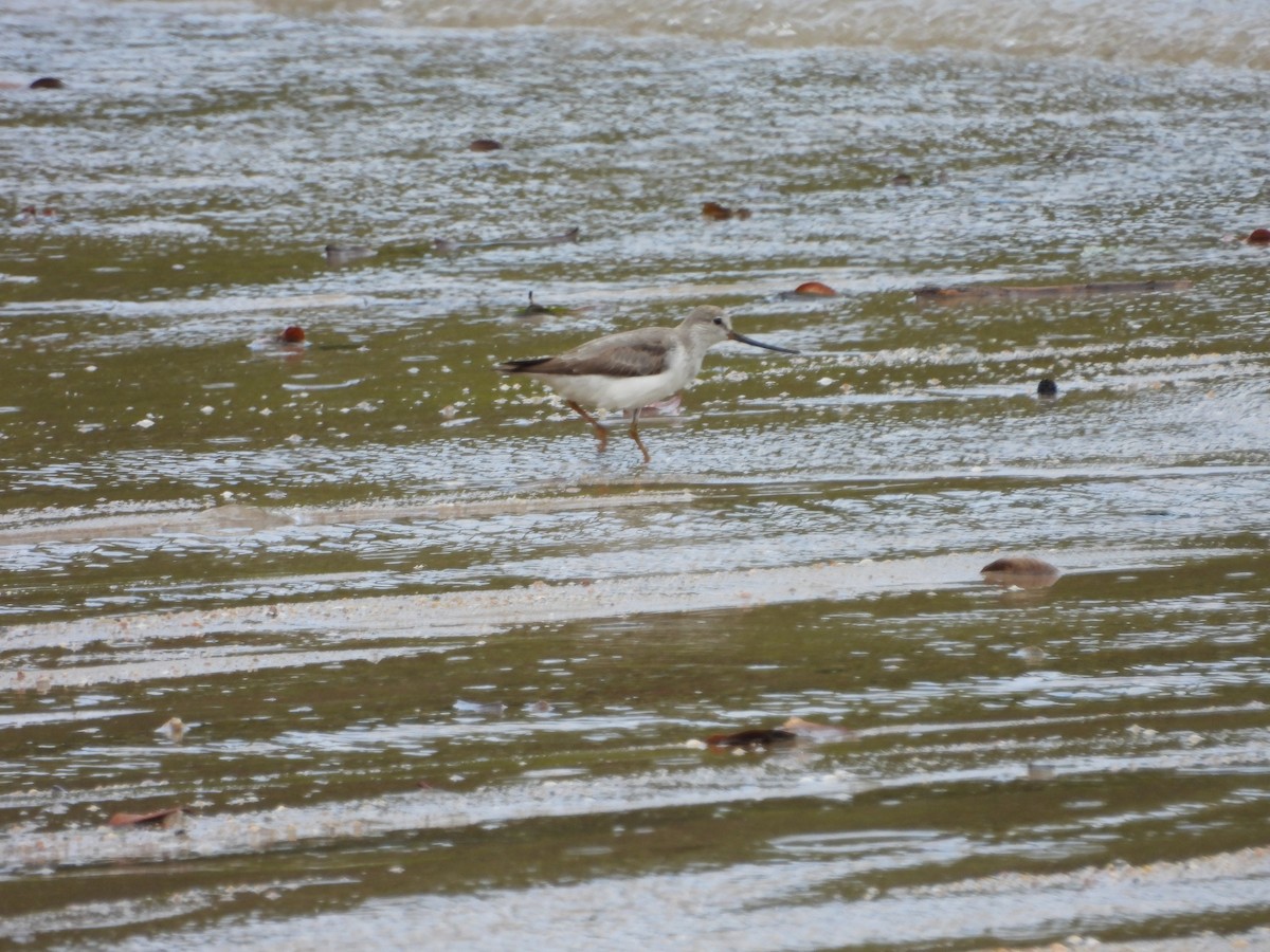 tereksnipe - ML642943820