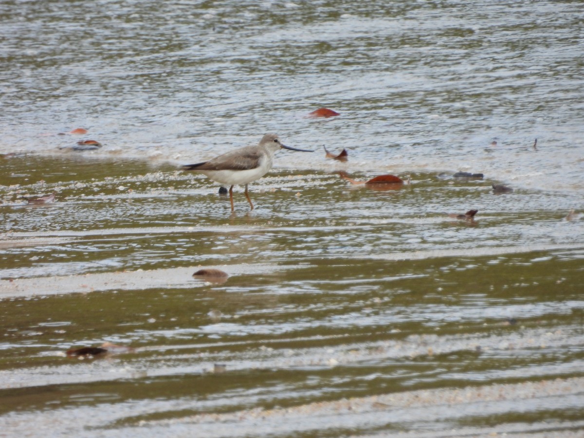 tereksnipe - ML642943831