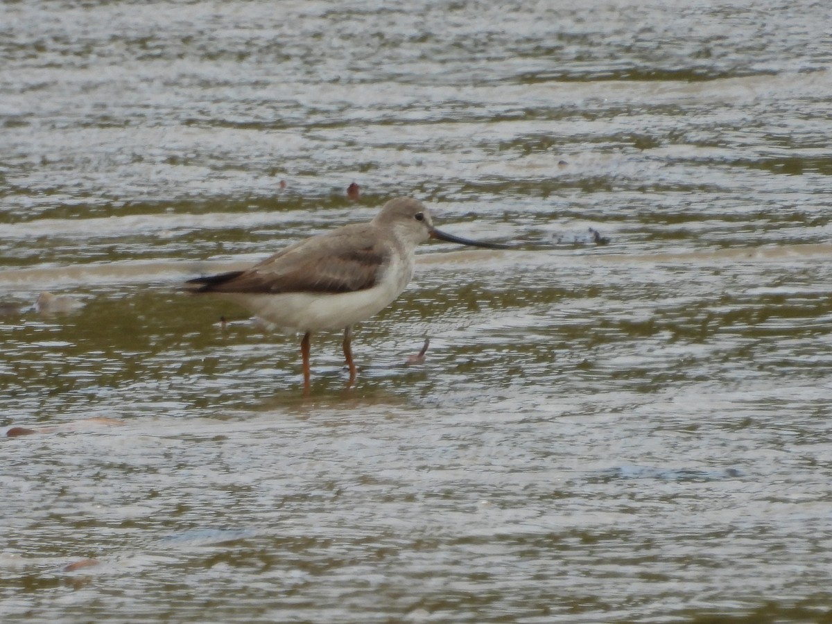 tereksnipe - ML642943841