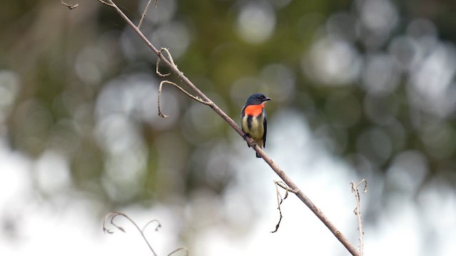 Fire-throated Flowerpecker - ML642943850