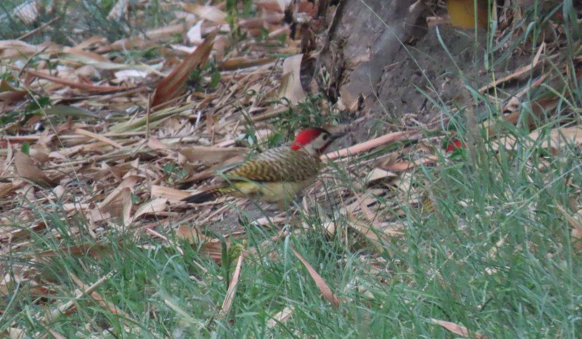 Spot-breasted Woodpecker - ML642943859