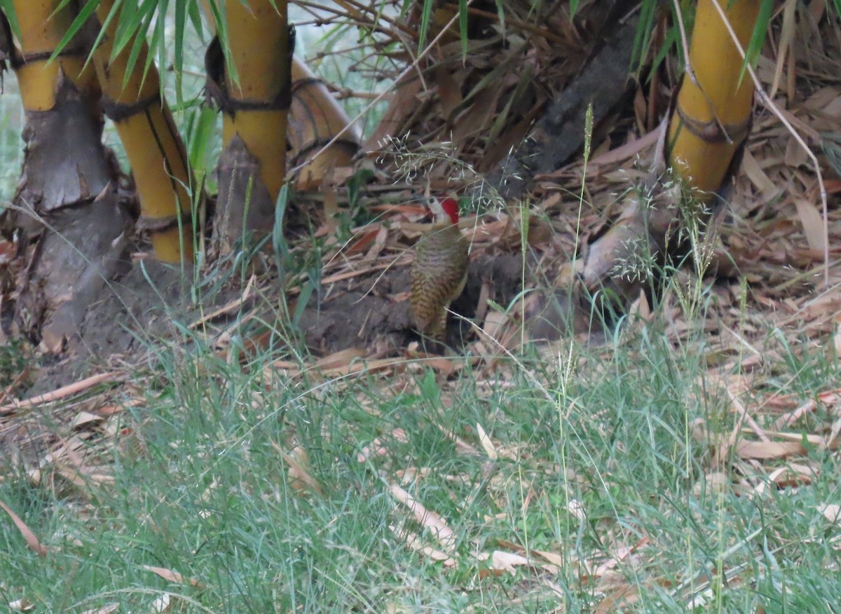 Spot-breasted Woodpecker - ML642943860