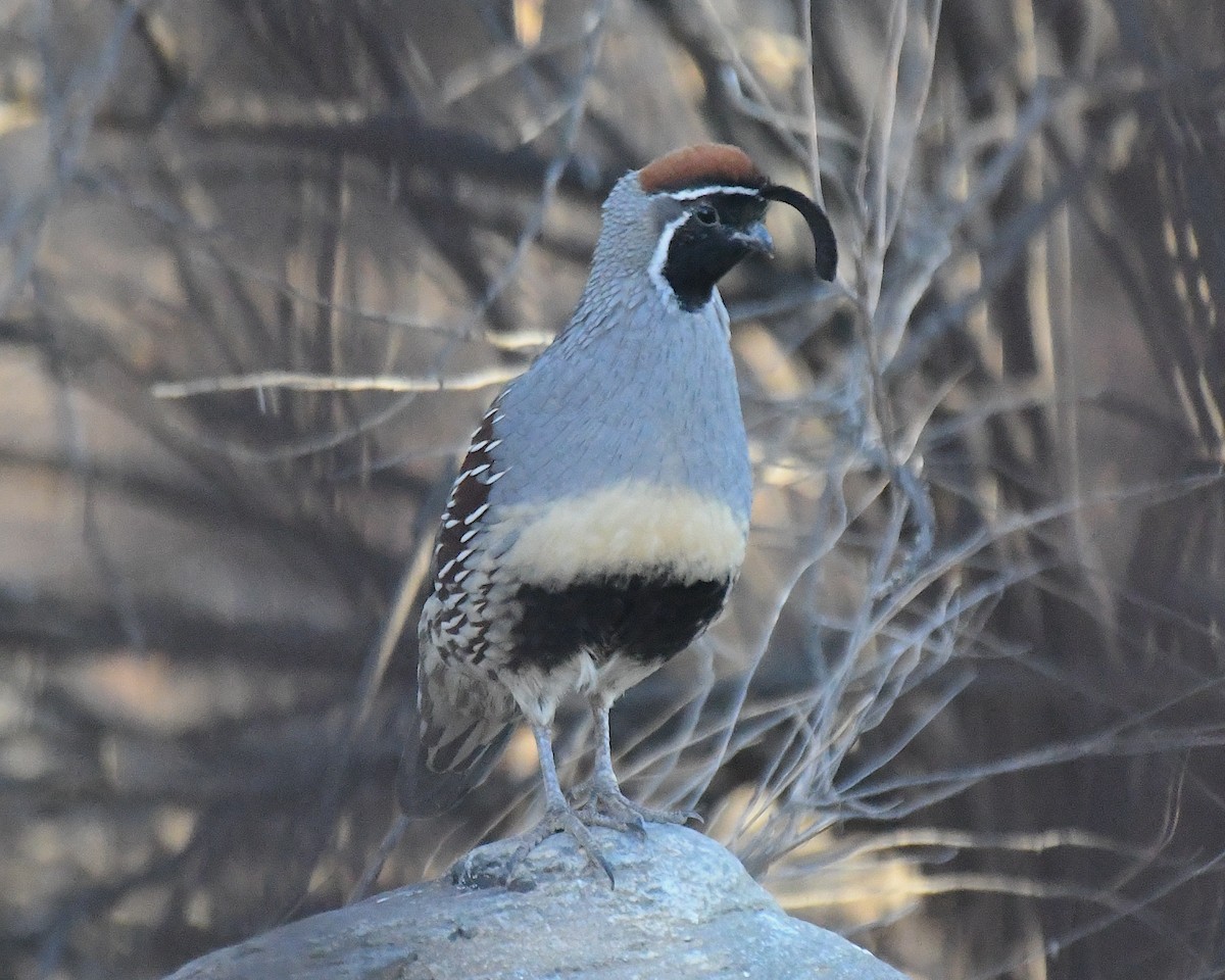 Gambel's Quail - ML642943872