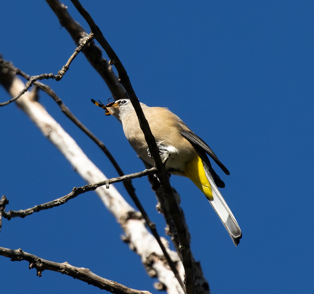Gray Silky-flycatcher - ML642943893