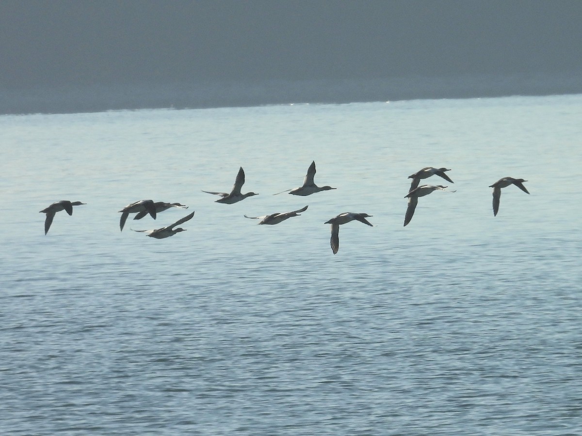 Red-breasted Merganser - ML642943900