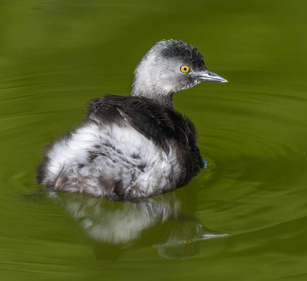 Least Grebe - ML642943906