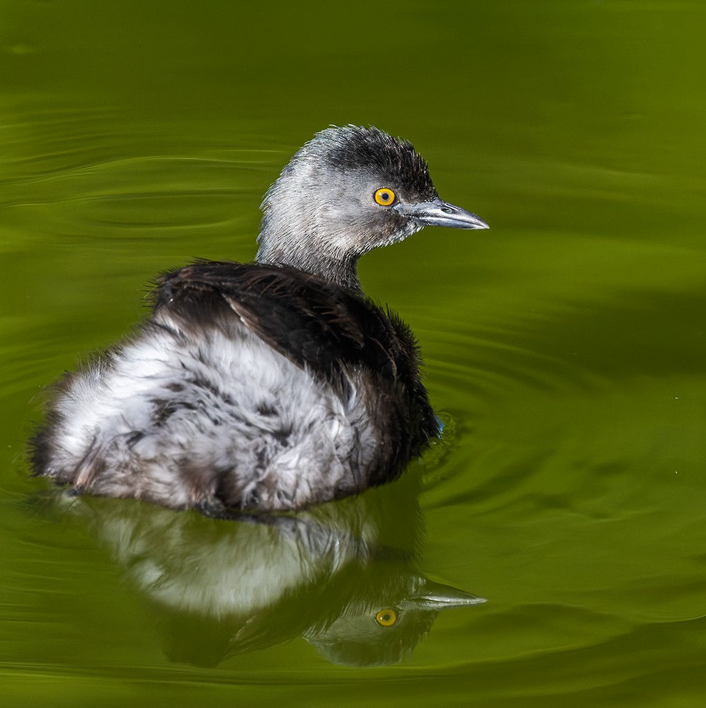 Least Grebe - ML642943907