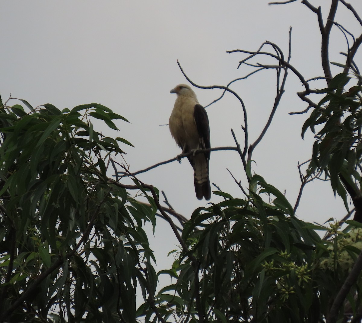 Yellow-headed Caracara - ML642943912
