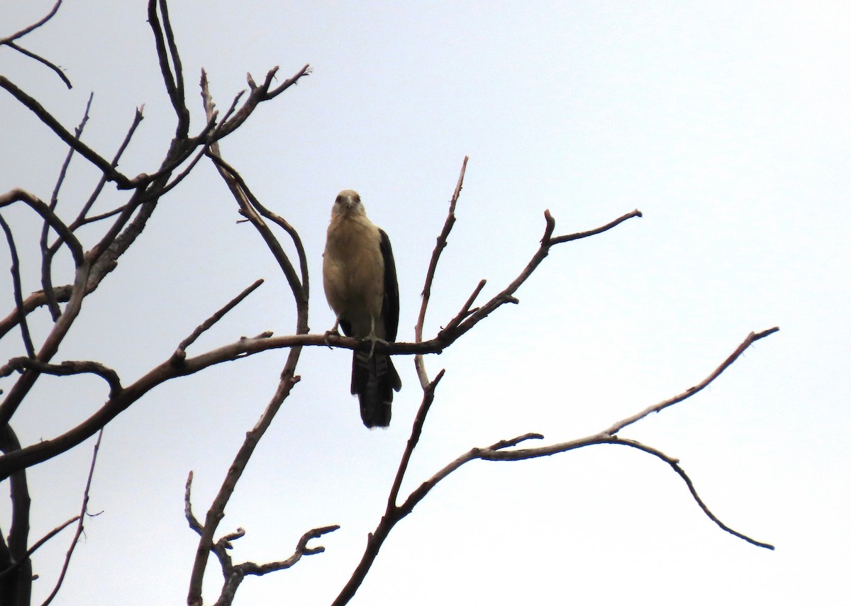 Yellow-headed Caracara - ML642943913